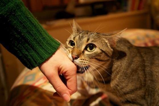  Pernahkah kau merasa ingin tau dengan semua tingkah laris gila yang dilakukan oleh kucing √ Inilah 12 Bahasa Kucing, Pemilik Kucing Wajib Tahu!