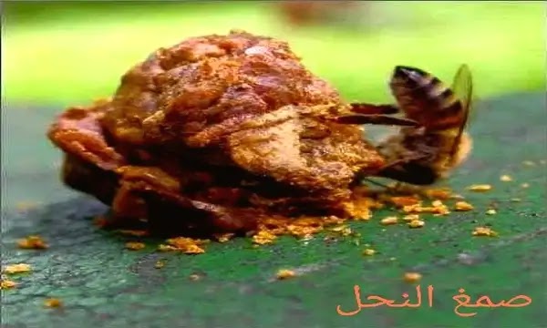صمغ النحل