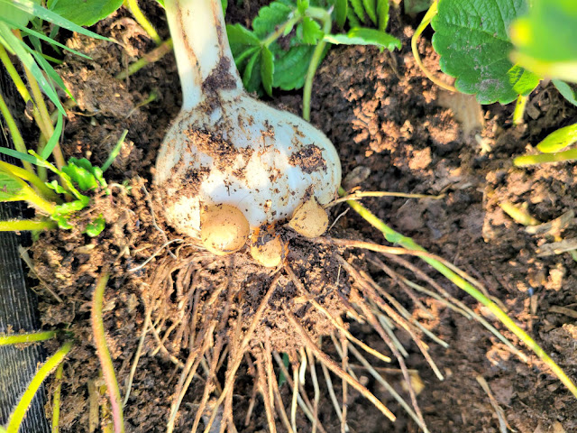 Just-harvested elephant garlic, with corms (seeds)