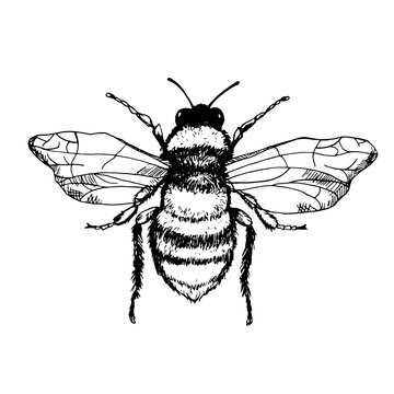 dibujo de una abeja significado de la abeja y simbolismo