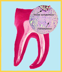 <img src="camara pulpar_histología.jpg" alt="width = "522" height "606" border = "0" alt = "Corte dental que muestra la pulpa.">