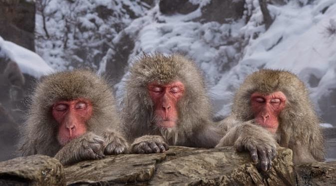 Foto Monyet Pakai iPhone Menang Kontes Fotografi Dunia