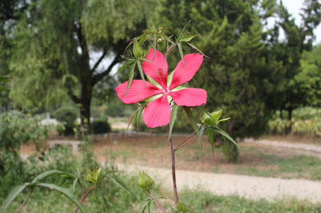 Scarlet Rosemallow Flowers Pictures