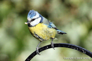 Blue Tit