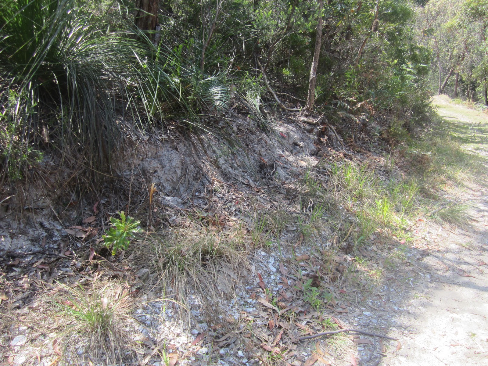 Aboriginal midden on the Wreck Beach track showing various layers