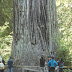 Redwood National And State Parks - California Giant Redwoods