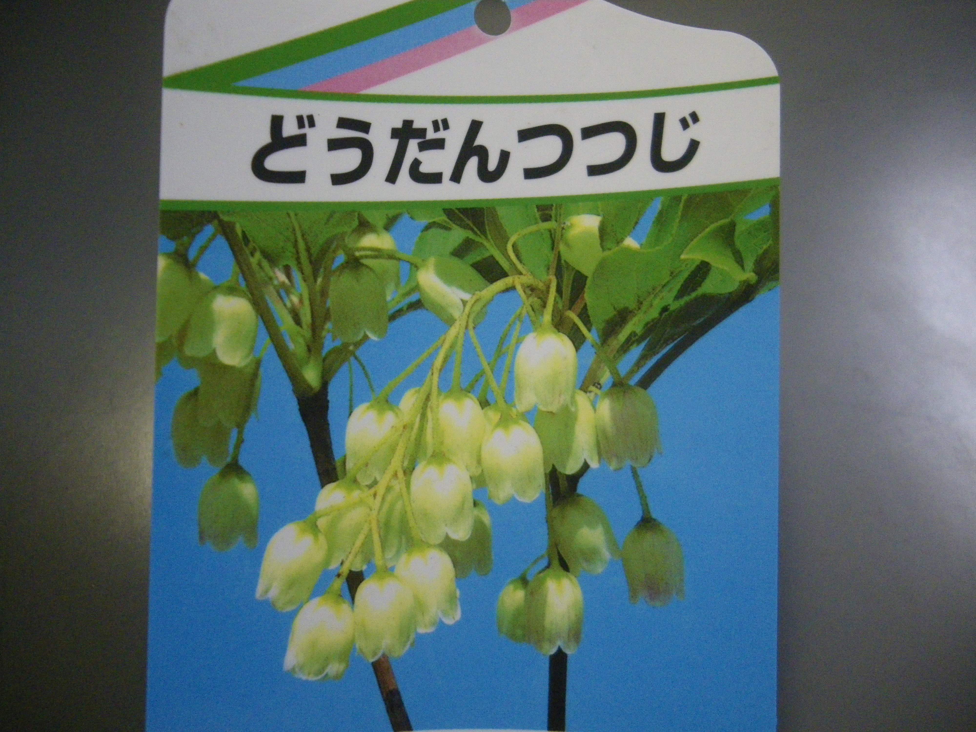 ドウダンツツジの育て方 鉢植えで春に小さな白い花 秋に赤い葉の紅葉を楽しみましょう メダカの大工