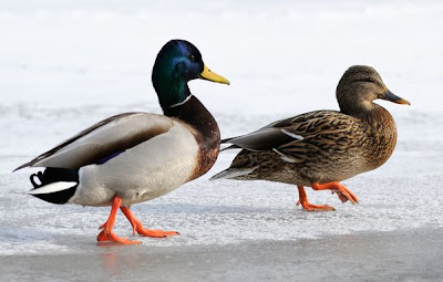 mallard ducks picture