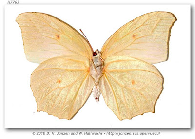 Mariposa anteo (Anteos clorinde)