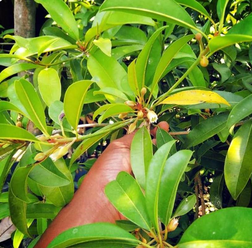 jual bibit buah sawo jumbo tanaman okulasi cepat paling di cari Jawa Tengah
