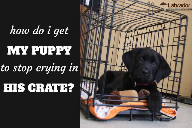 stop crate fears in adult dogs