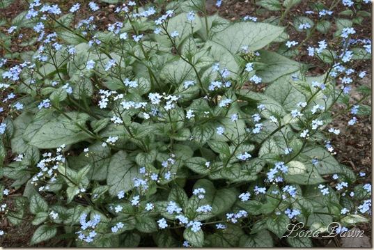JF_Brunnera3