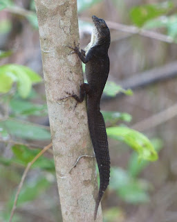 Anolis homolechis