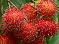 manfaat kulit rambutan