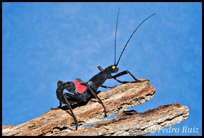 Macho adulto de Peruphasma schultei, 5 cm de longitud