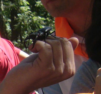 Lucanus Cervus