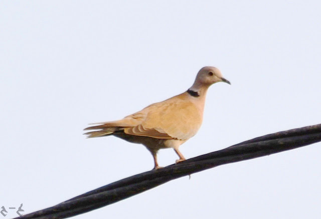 The Eurasian collared dove (Streptopelia decaocto) also called the collared dove 