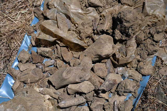 Σπάνιο εύρημα ανασκαφής στο Λασίθι: Ήρθαν «στο φως» απολιθώματα ιπποποτάμων – νάνων 300.000 ετών