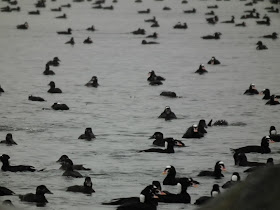 Surf Scoters diving at Vancouver's shorelines