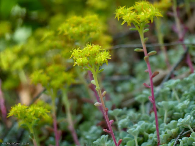 succulent with bright yellow flowers standing tall