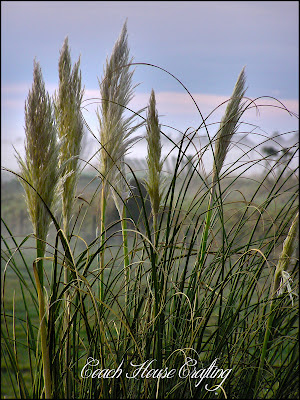  pampas grass, photo edit, Kim Klassen texture, Texture Tuesday