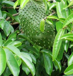 soursop in addition to leaves