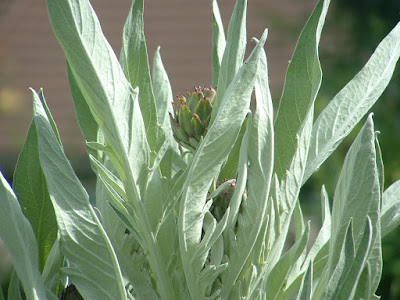 Close up of an artichoke head growing