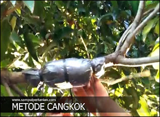 Kelebihan dan Kekurangan Tanaman Hasil Cangkokan