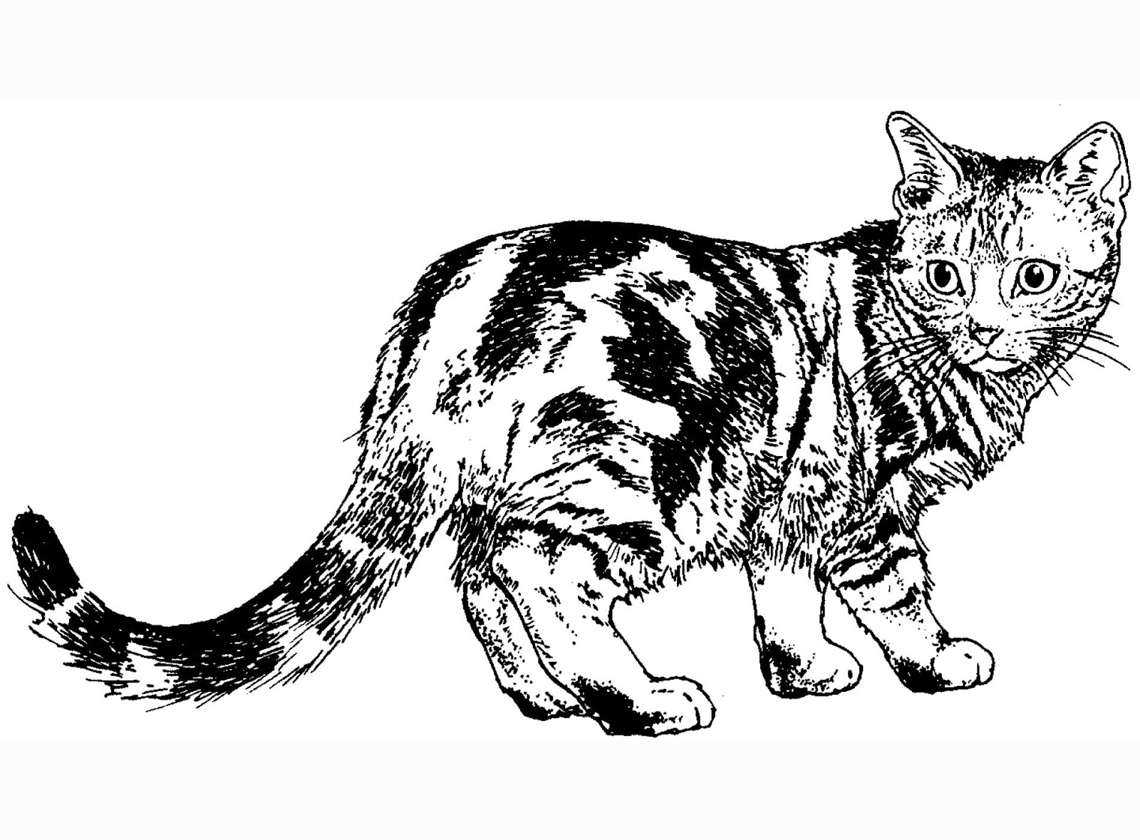 Cats Coloring Pages Printable