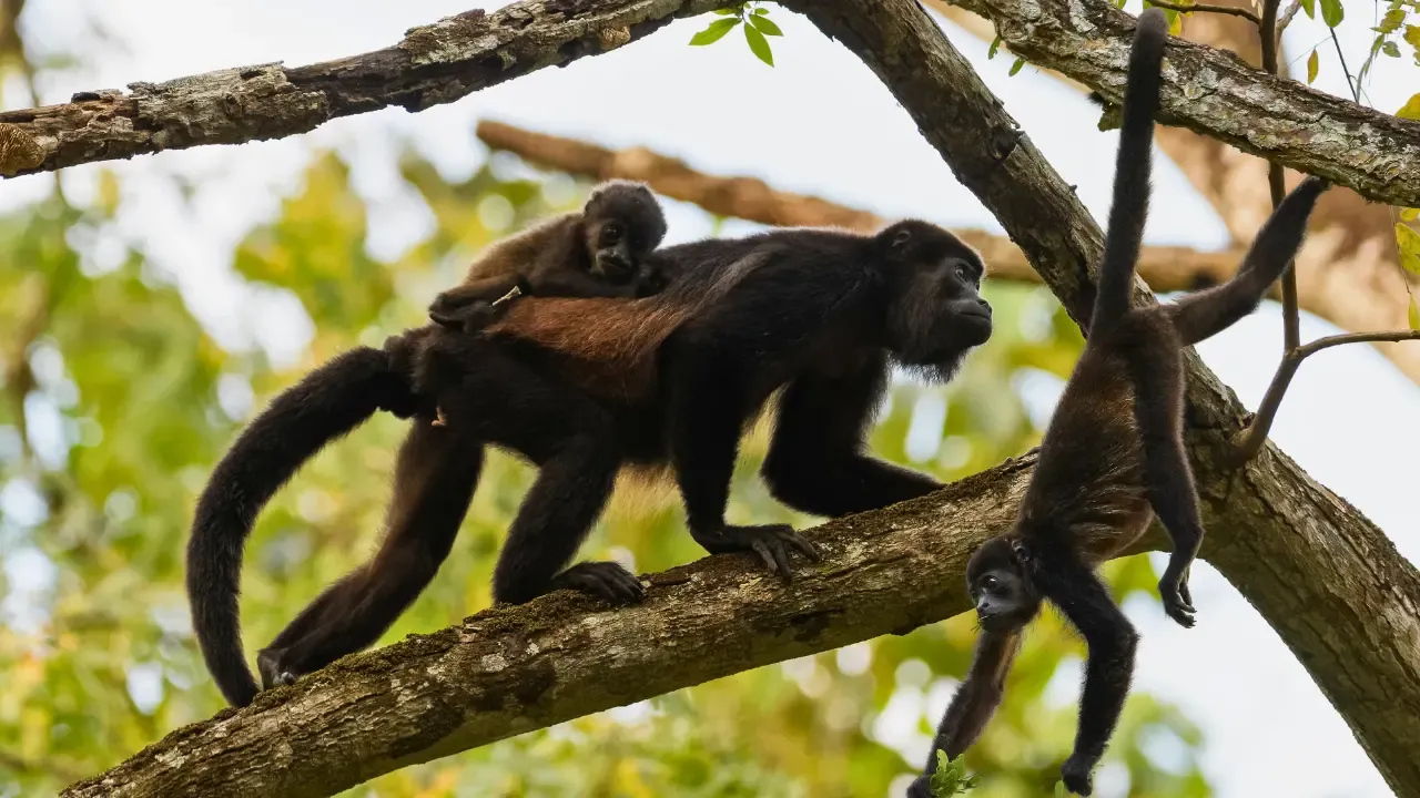 Mantled Howler Monkeys