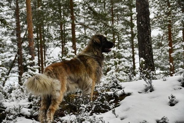 skautur i vinterland