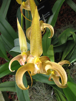 Bulbophyllum lobbii care and culture