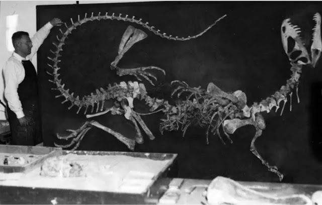 Реконструкция первого скелета дилофозавра в начале 1950-х годов.