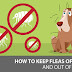 Basic Flea Removing Method in Dog 