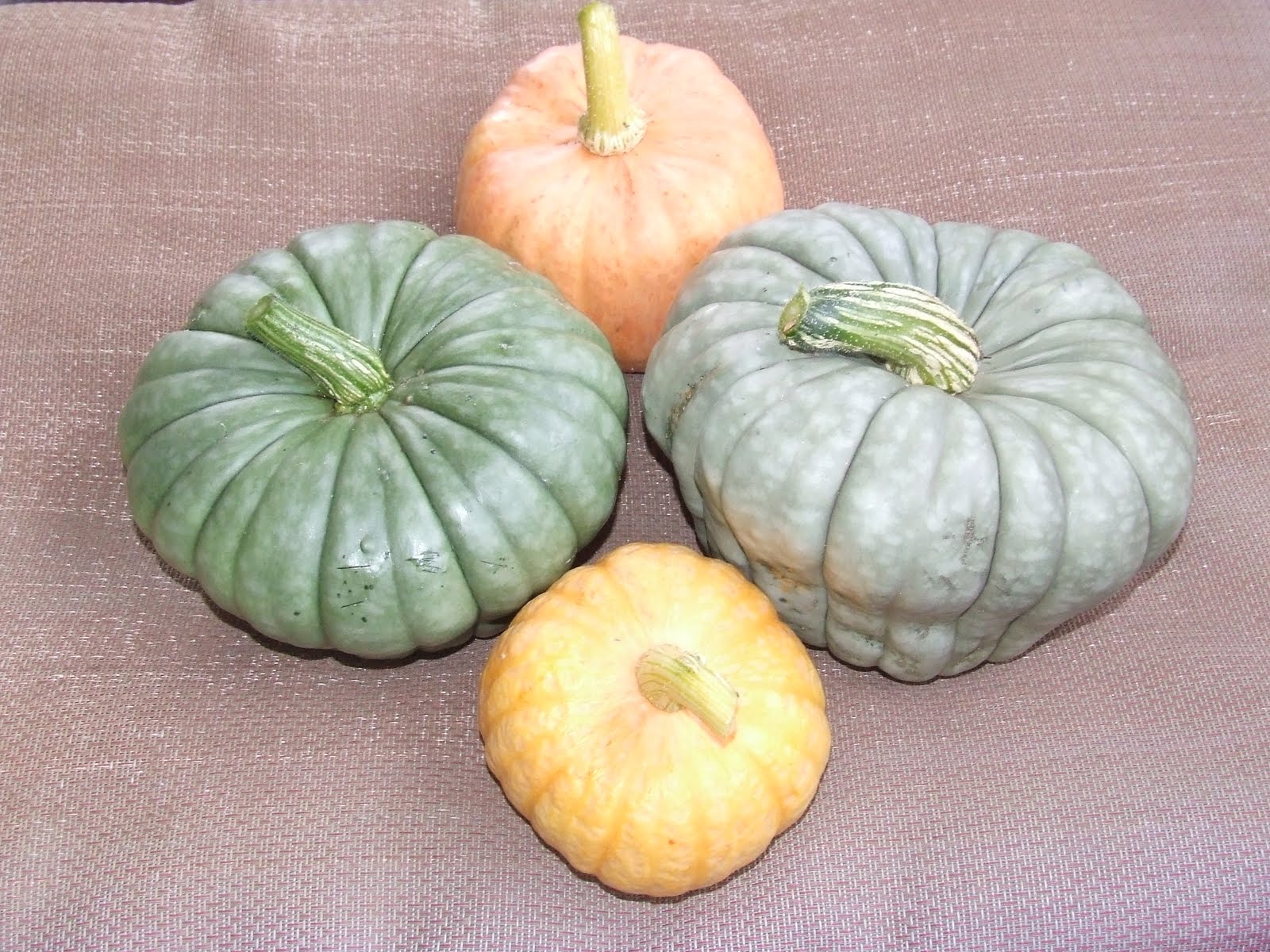 Growing Queensland Blue Pumpkins (Winter Squash) - The Greening of ...