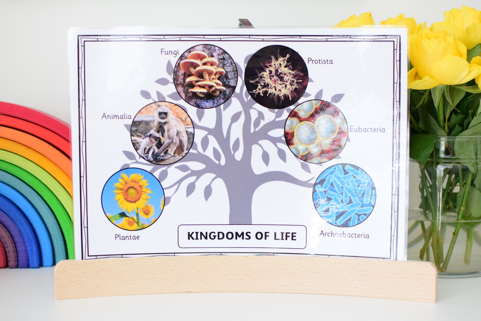 Introducing the 6 Kingdoms of Life