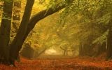 Arboles y Bosques en Otoño