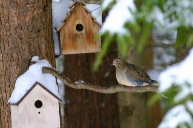 Birdhouse For Doves