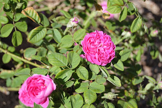 Rose de Rescht Portland Roses