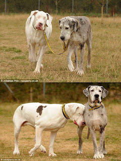 Duas fotografias; a superior mostra Lily, uma cadela branca com manchas esparsas marrons, os olhos dela foram retirados devido a uma grave doença. À direita, Maddison, um cão cinza com manchas marrons. Uma fita amarela presa nas coleiras dos cães permite que Maddison guie Lily. Eles caminham lado a lado em um campo. A inferior mostra à esquerda, Lily tocando a cabeça e focinho na barriga de Maddison que está em pé, compenetrado e atento.