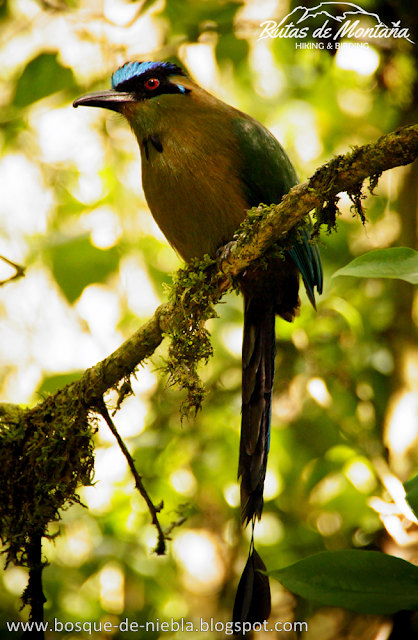 Paramillo del Quindio