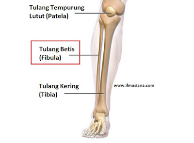  disitu terdapat struktur keras yang membentuk betis kita 13+ Fungsi Tulang Betis (Gambar Lengkap)