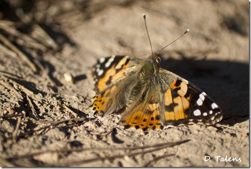 Mariposa1