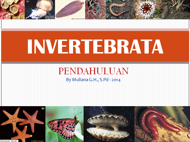 Invertebrata