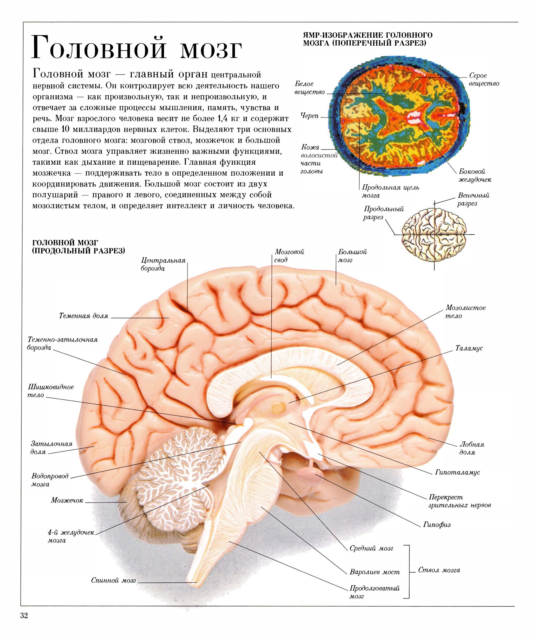 Укажите названия головного мозга. Строение головного мозга Сагиттальный разрез. Схема сагиттального разреза головного мозга. Строение мозга поперечный разрез. Сагиттальный срез головного мозга схема.