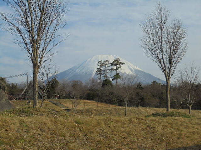 冠雪した大山と赤松が美しい