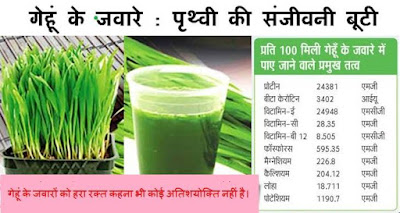 Wheatgrass / गेहूँ का ज्वारा