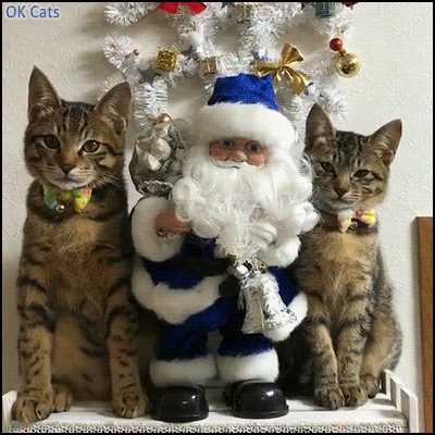 Christmas Cat GIF • When your 2 cats are purrfect blue Santa Claus bodyguards [ok-cats.com]