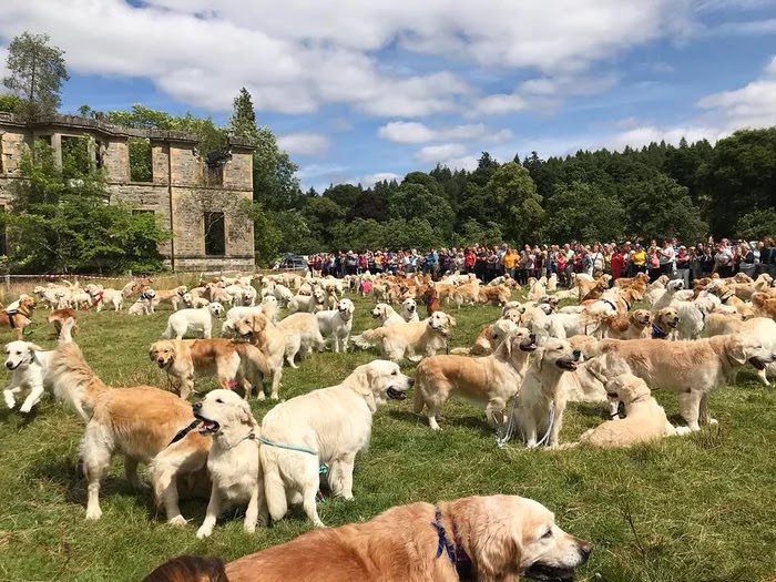 361 Golden Retrievers Gathered In Scotland, And The Photos Caused Us A Cuteness Overload