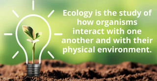 definition ecology